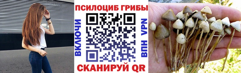 продажа наркотиков  Калач  Галлюциногенные грибы Magic Shrooms 